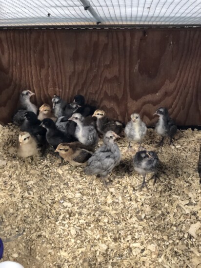 Baby chicks.