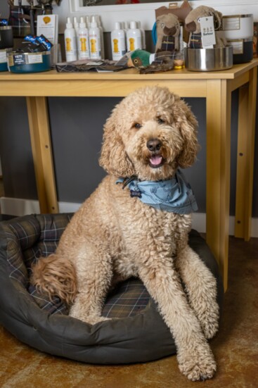 Sweet Ace is the best greeter at Werner’s!