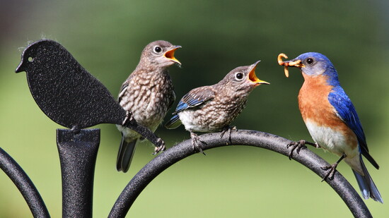 Dad feeding baby bluebirds