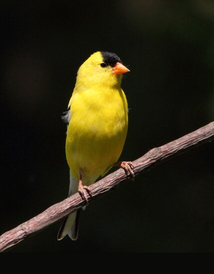 Male goldfinch