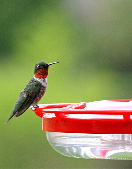 Hummingbird