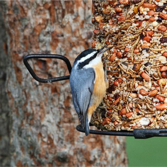 Red-breasted nuthatch