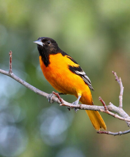 Baltimore Oriole