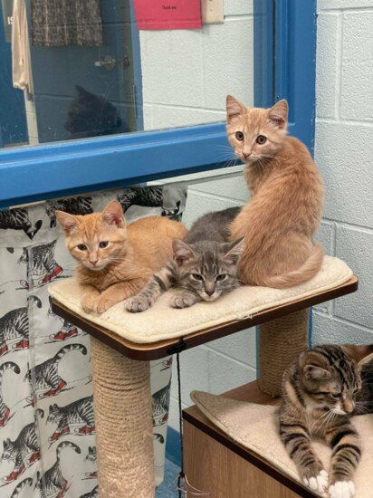 Kittens and Cats at Clarke County Animal Shelter