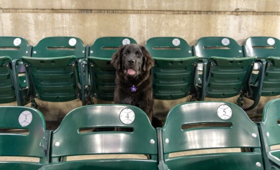 K-State baseball bark at the park 