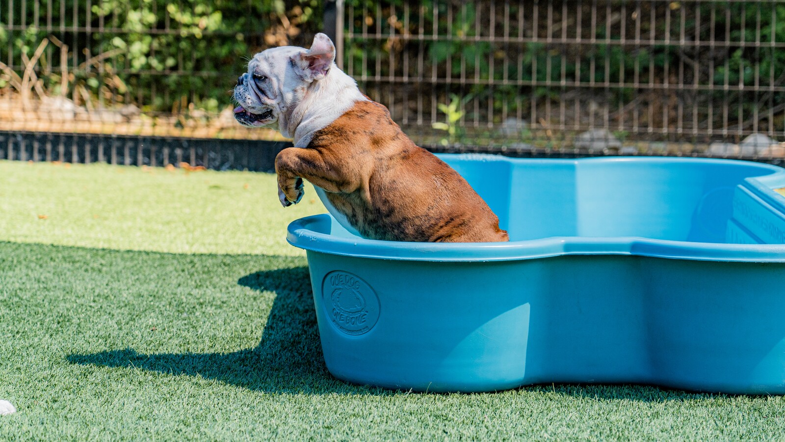 Toys to Keep Dogs Busy while School is in Session