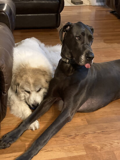 Vanessa's dogs Chloe (white) and Blue (grey