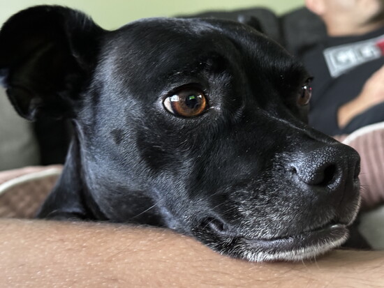 Gina's dog Shadow 