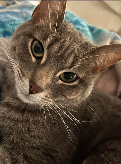 Jess' cat Junie B