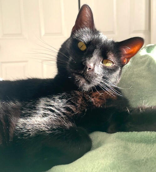 Becca's cat Goose