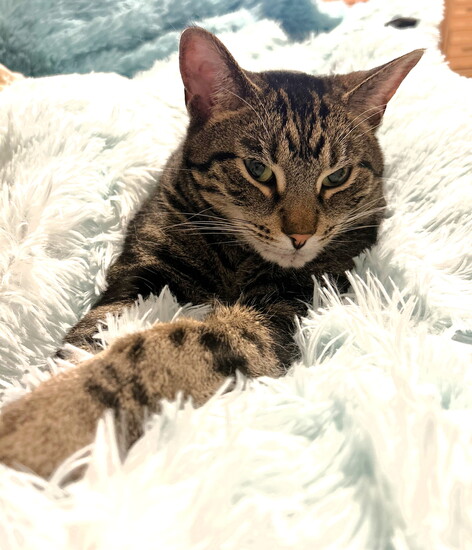 Jess' cat Cheech