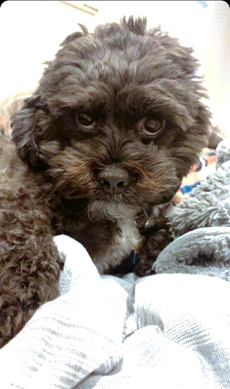 Kierstyn's dog Theo