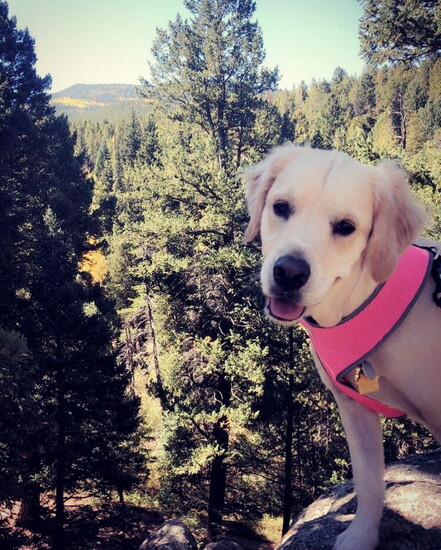 Natalie's dog Marley