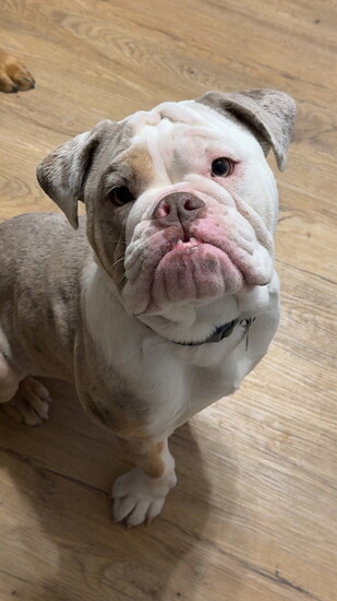 Libby's dog Whiskey