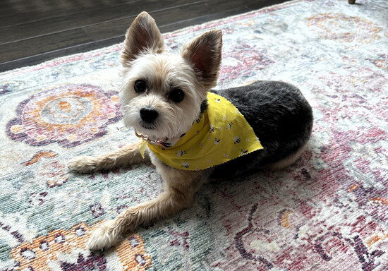 Dr. Dougherty's dog Destiny