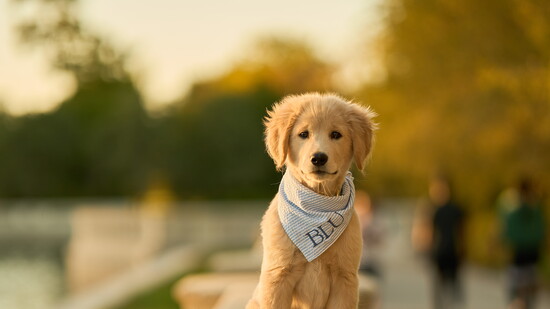 Autumn's dog Blu
