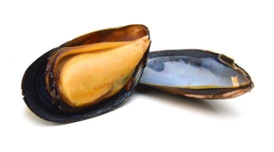 Mussels