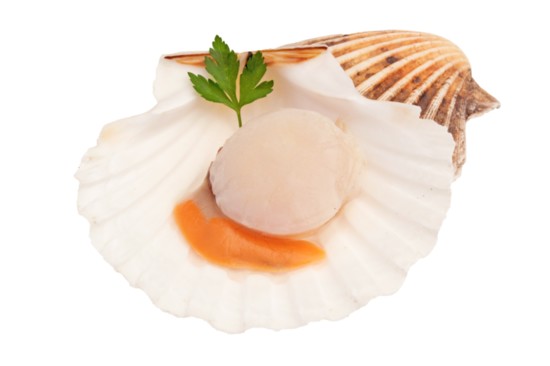 Sea Scallop