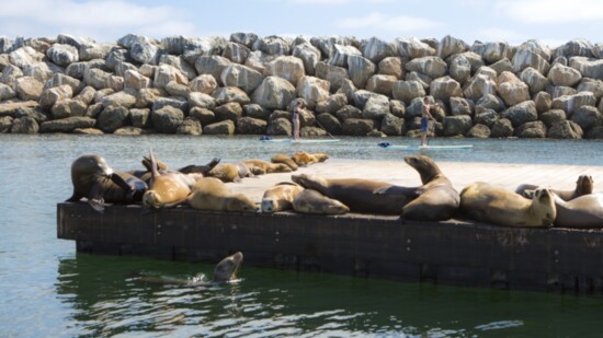The Portofino Hotel & Marina