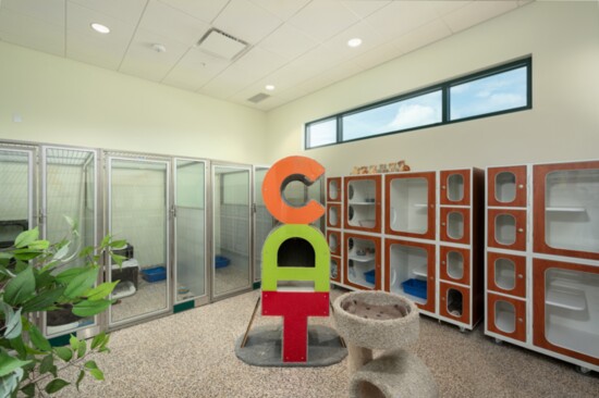 The CAT climbing equipment inside the kitty lodging area where Bayside Pet Resort offers two suite sizes; kitty condos or kitty penthouses.