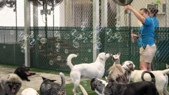 Bayside Pet Resort Coming To Wellen Park 