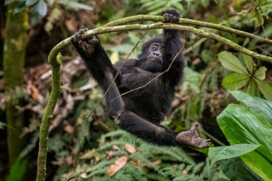 Gorilla Trekking in Uganda: Photos by Cecilia Clark
