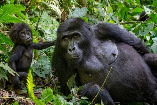 Gorilla Trekking in Uganda: Photos by Cecilia Clark