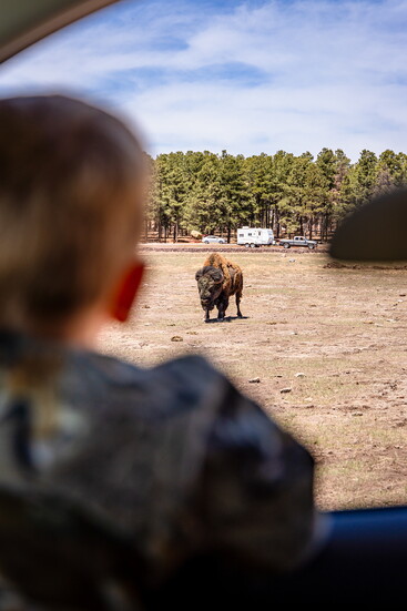 Bison
