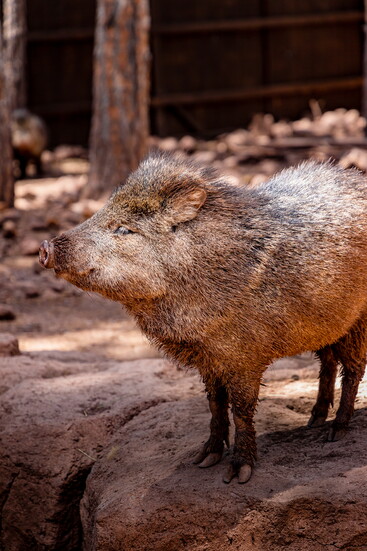Javelina