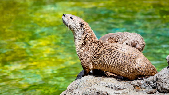 Otter