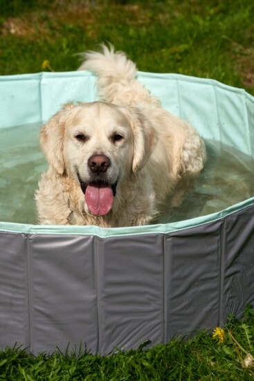 Keep pets cool in kiddie pool. 