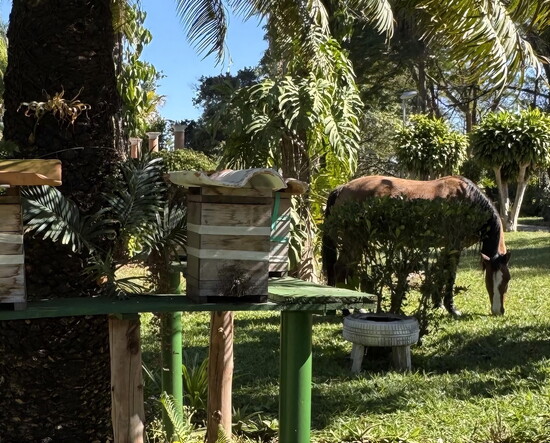 Farm life in Brazil