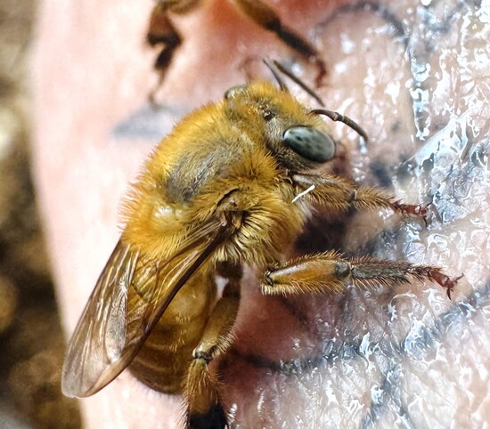 Aruçu - Amerela Bee