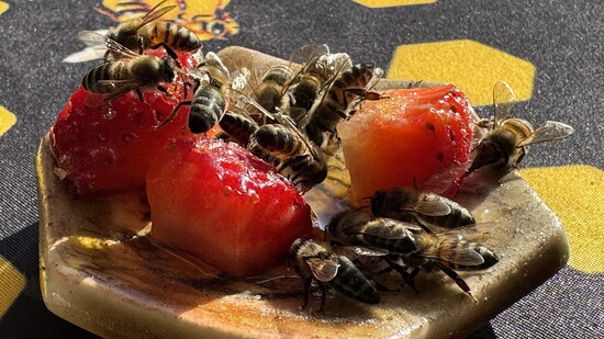 APIs-Mellifera Bees
