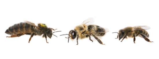 Left to right, queen bee, drone bee, worker bee
