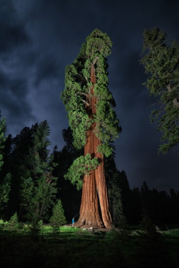 Living Giants - National Geographic 2016