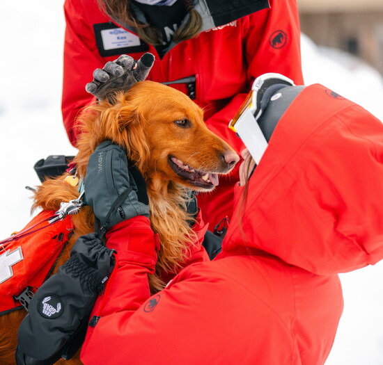 Sasha, a Mt. Bachelor Avalanche Dog