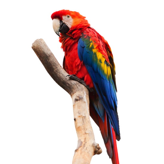 Parrot Garden: A refuge for feathered friends. Where rescued parrots receive the mental and social stimulation needed to thrive. 