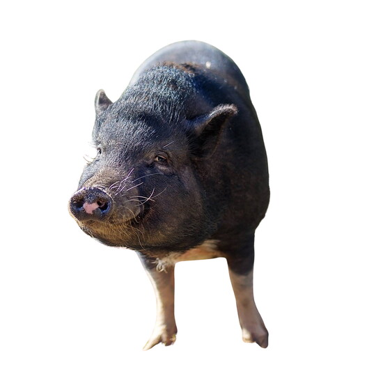 Marshall’s Piggy Paradise: A relaxed haven with mud baths, nourishing meals, shaded shelter, and open space for rooting, resting, and socializing.