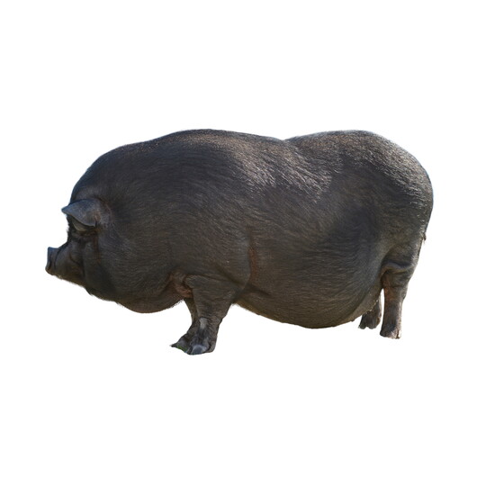 Marshall’s Piggy Paradise: A relaxed haven with mud baths, nourishing meals, shaded shelter, and open space for rooting, resting, and socializing.