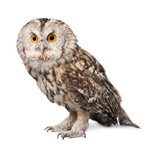 Wild Friends: A rehabilitation space for injured and orphaned wildlife, focused on recovery and return to the wild whenever possible.