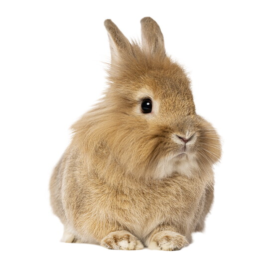 Bunny House: A peaceful environment where rabbits live in companionship with one another, supported by expert care and spaces to dig and explore.