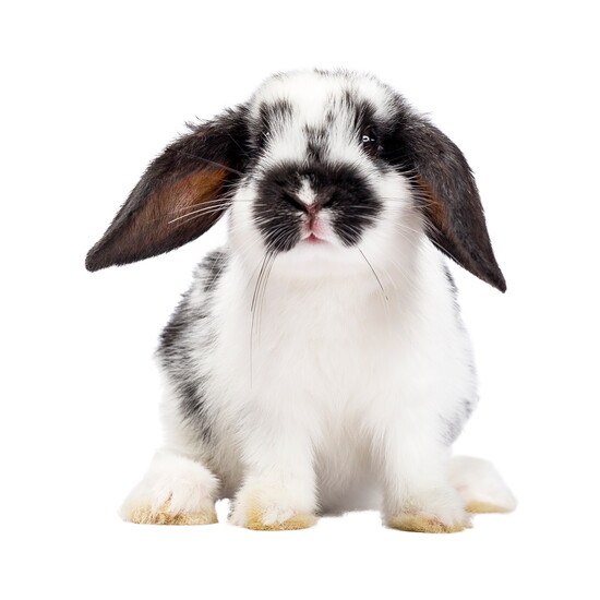 Bunny House: A peaceful environment where rabbits live in companionship with one another, supported by expert care and spaces to dig and explore.