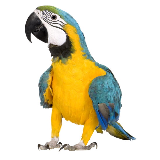 Parrot Garden: A refuge for feathered friends. Where rescued parrots receive the mental and social stimulation needed to thrive. 