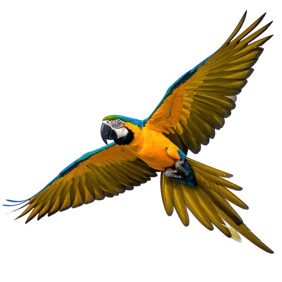 Parrot Garden: A refuge for feathered friends. Where rescued parrots receive the mental and social stimulation needed to thrive. 
