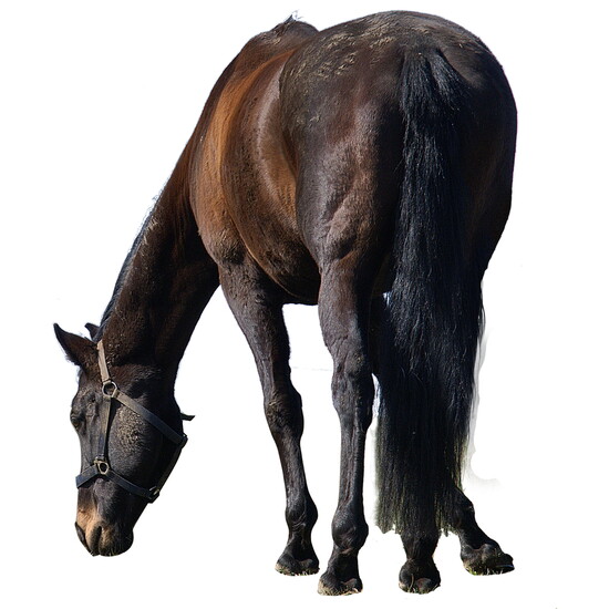 Horse Haven: Open spaces where all types of horses and hoofed friends reside. 