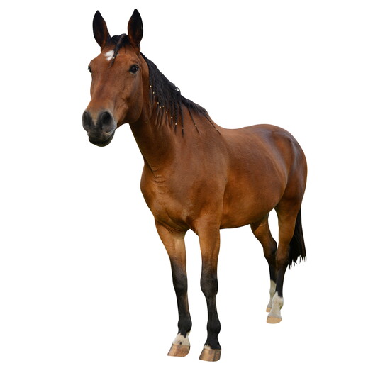Horse Haven: Open spaces where all types of horses and hoofed friends reside. 