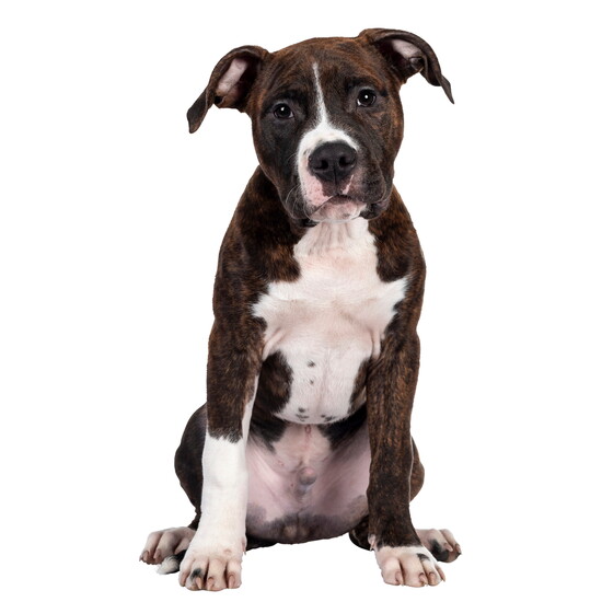 Dog Town: Revolutionary care for all types of dogs at any stage in life. 