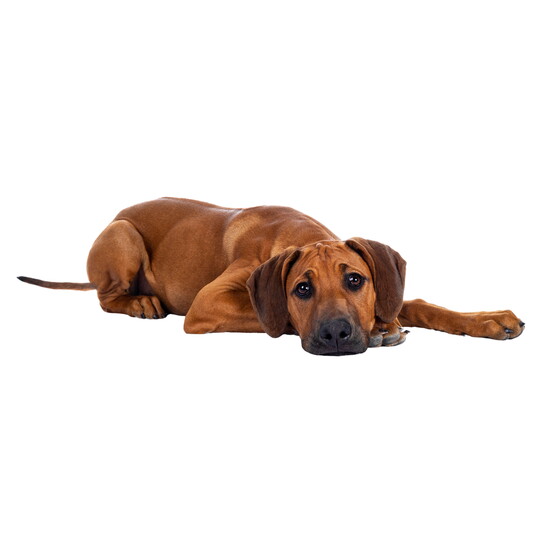 Dog Town: Revolutionary care for all types of dogs at any stage in life. 