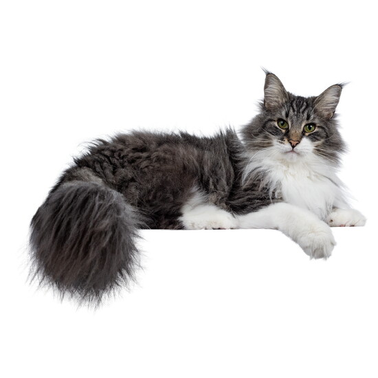 Cat World: Custom care for cats and kittens. 
